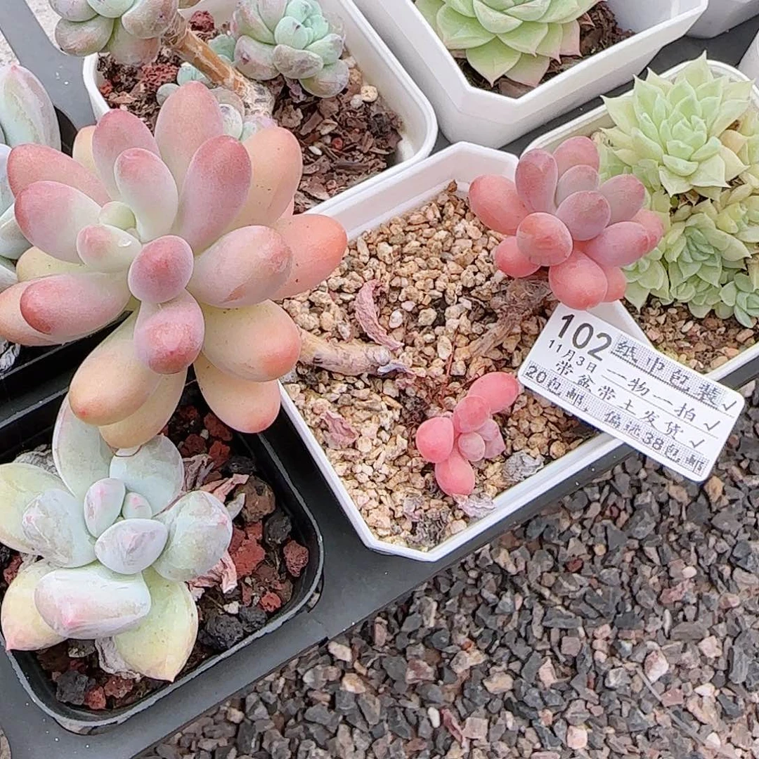 鬼***花多肉1103--105脱土散的