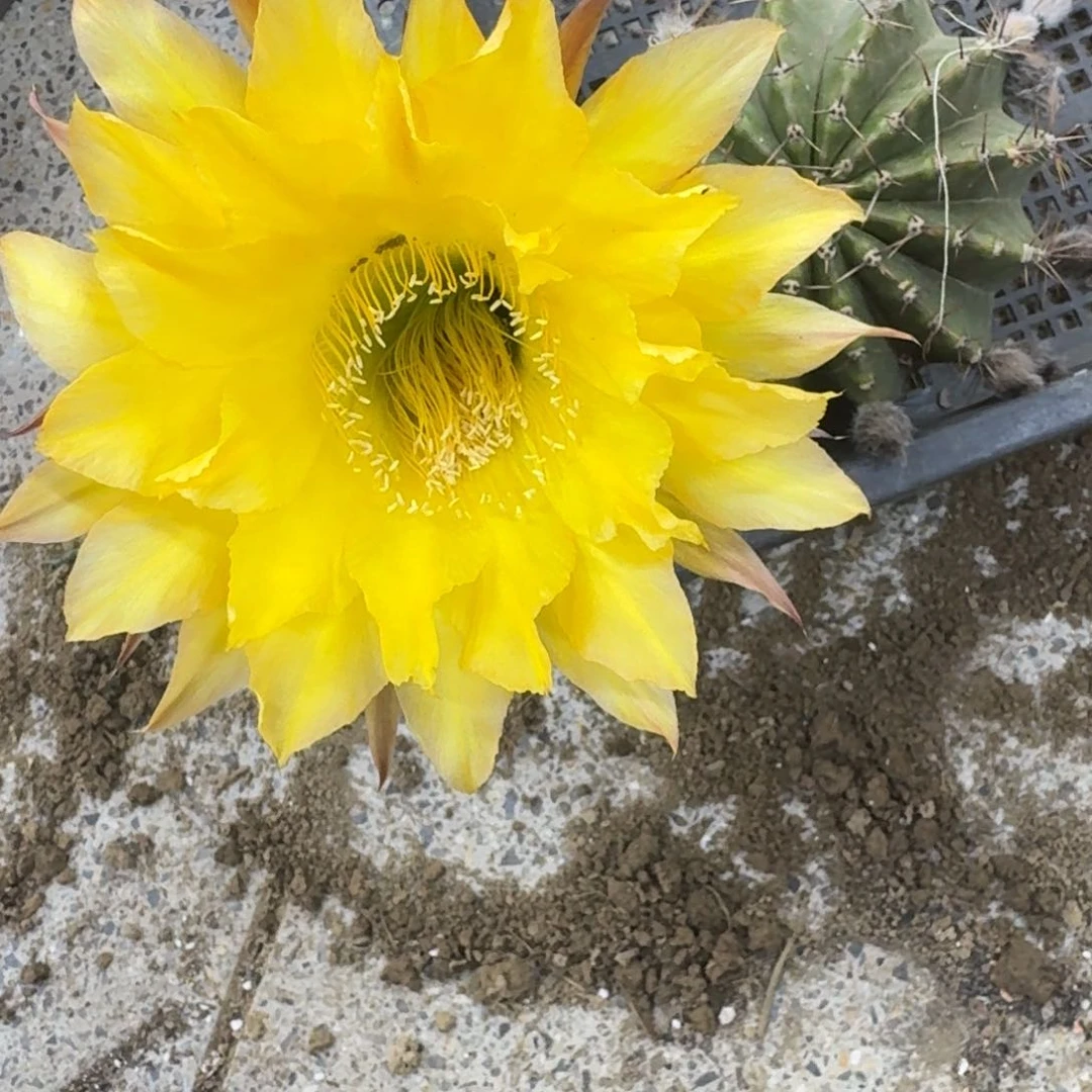 373新品彩草根脱土掰花发货，20包邮