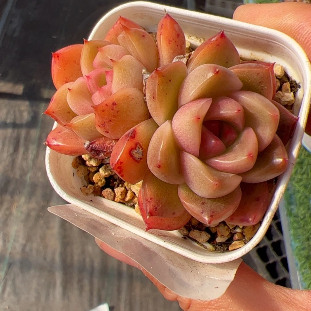 542 满38包邮一物一拍