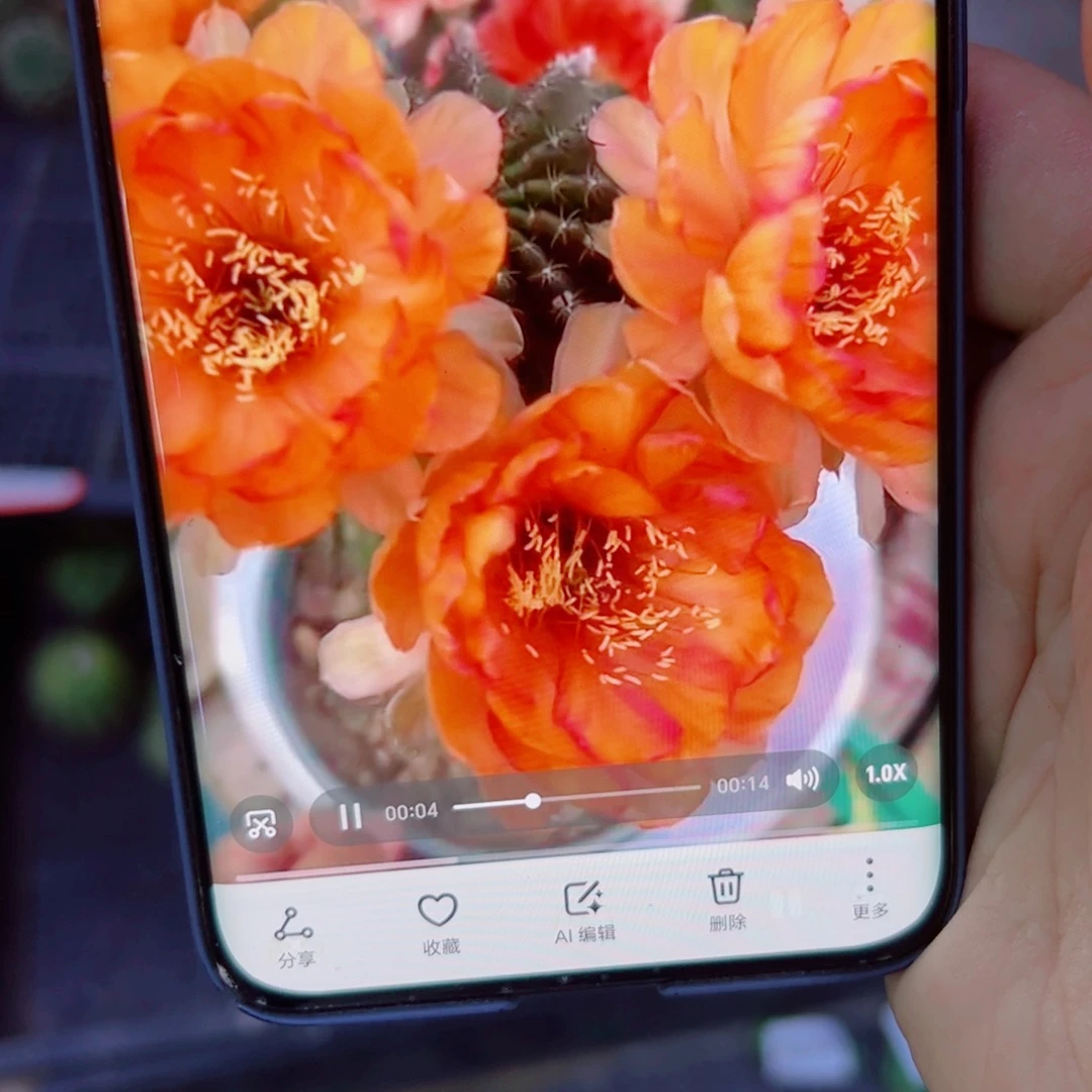 下66丽花L28 歪无根侧芽2公分左右20包邮