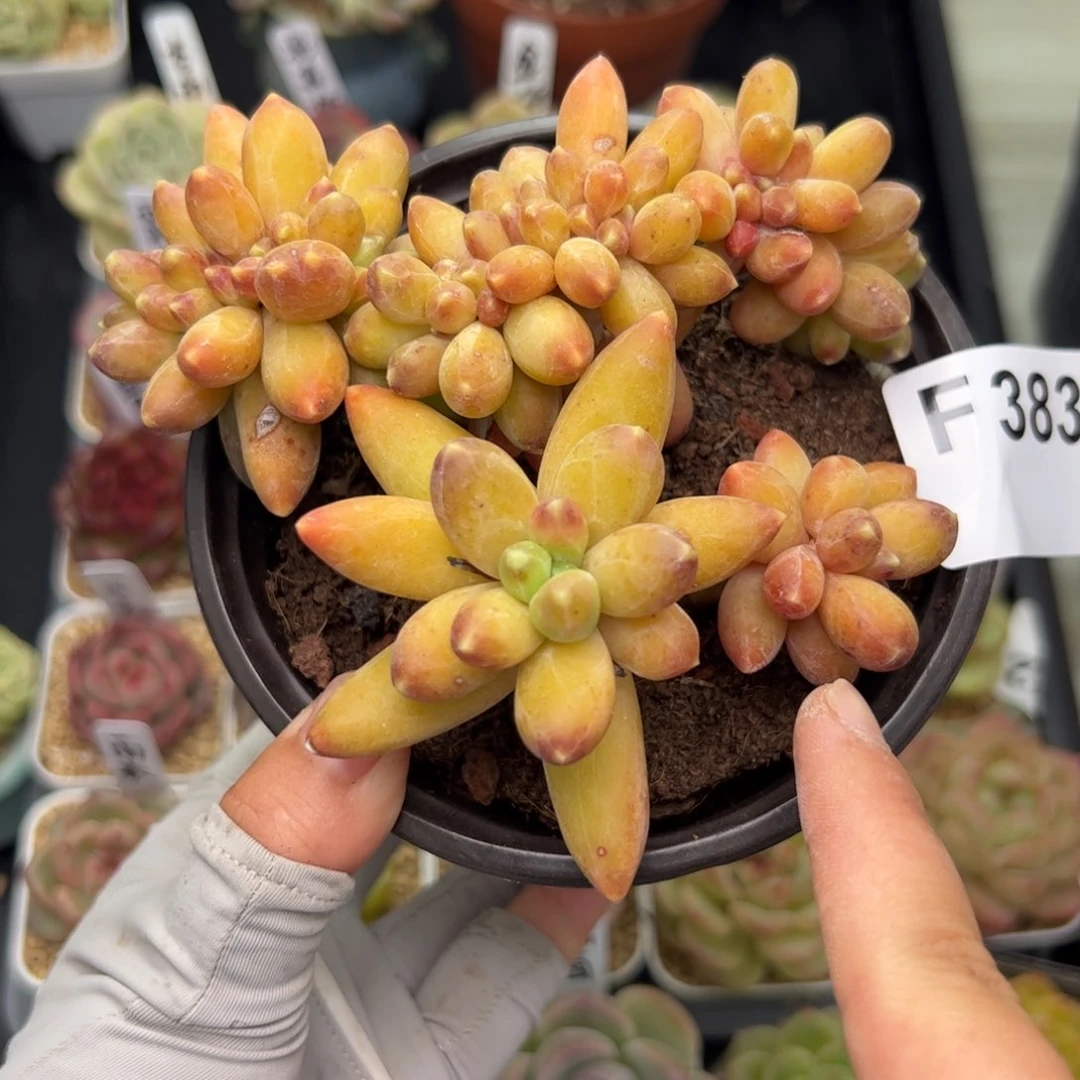 383 多肉植物组合