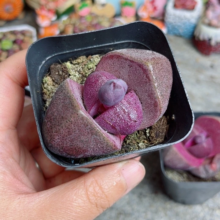 超大号紫元宝带花苞带盆栽好一个