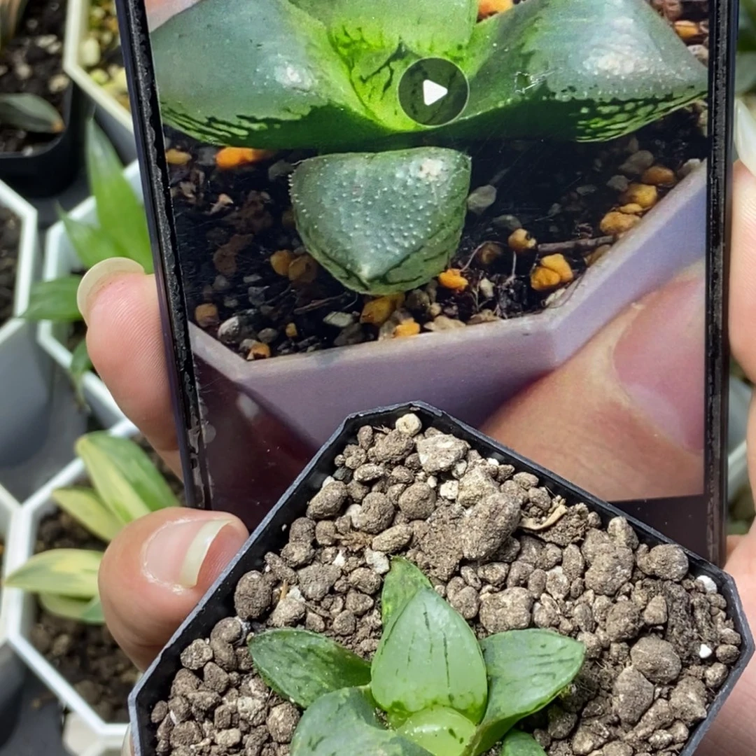 裹般若实生1号一物一拍