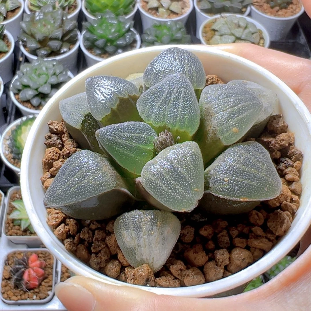 万象盆青瓷玉露多肉1