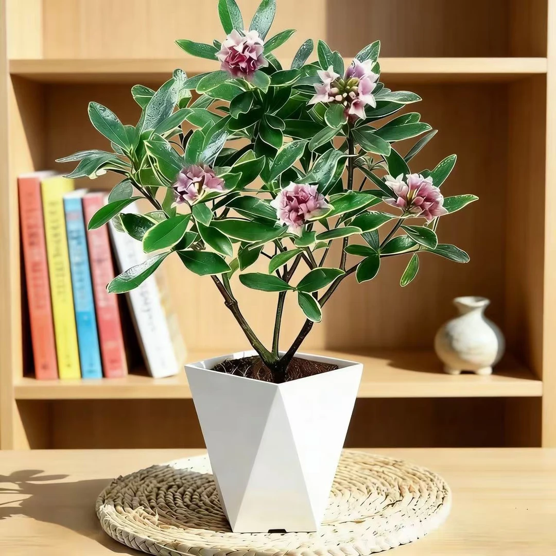 【带花苞】浓香型金边瑞香盆栽耐寒室内外观花植物