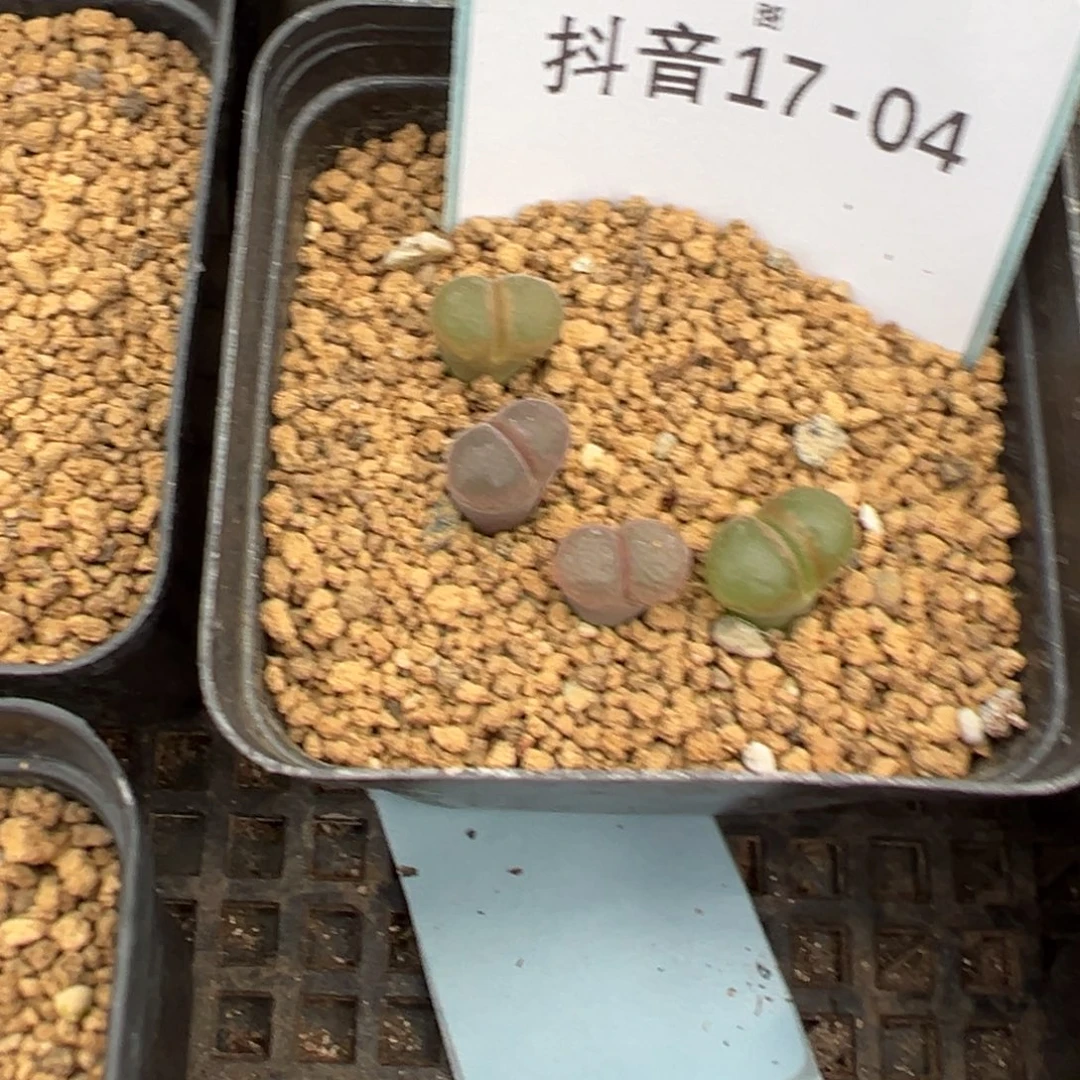 17-04草莓风铃多肉