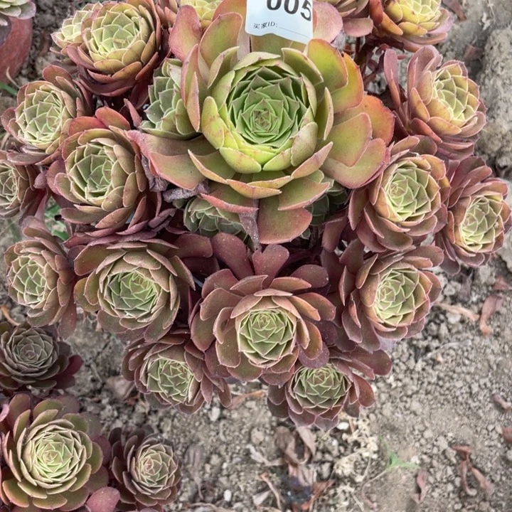 无花朵005多肉植物黑魔