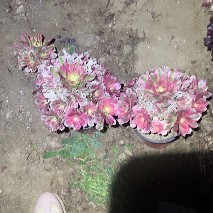 先***不包侧枝一物一拍123