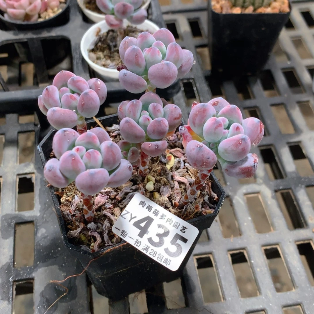 肉萌萌拇指盆精控多肉ZY435