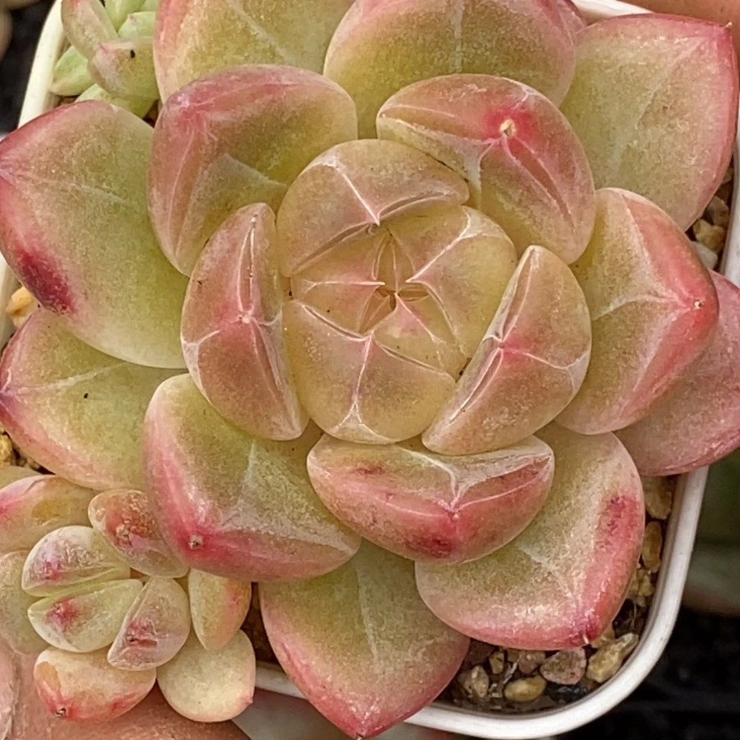 天官赐福百无禁忌