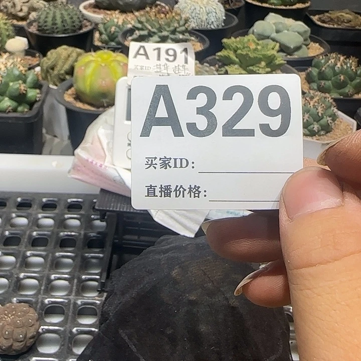 k***g实生仙人球特价一颗