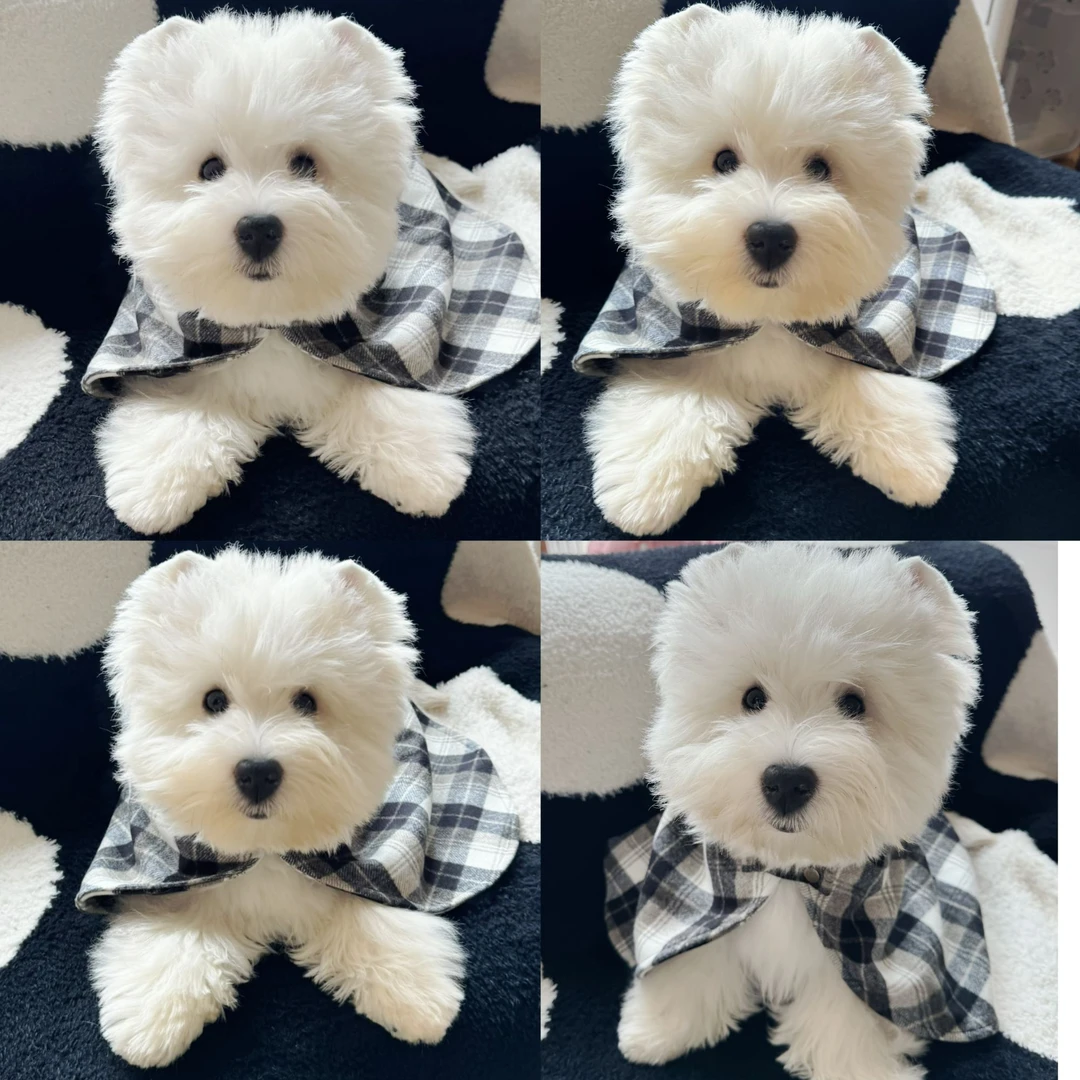 温莎王国西高地犬舍雪糕啤啤小葵NONO葫芦大锤耶豆腐中小型犬推荐