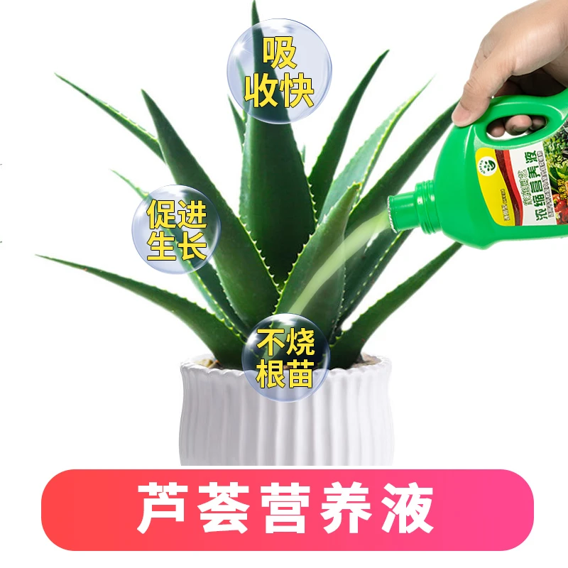 芦荟专用营养液肥料治黄叶烂根室内芦荟营养液植物万年青烂根黄叶