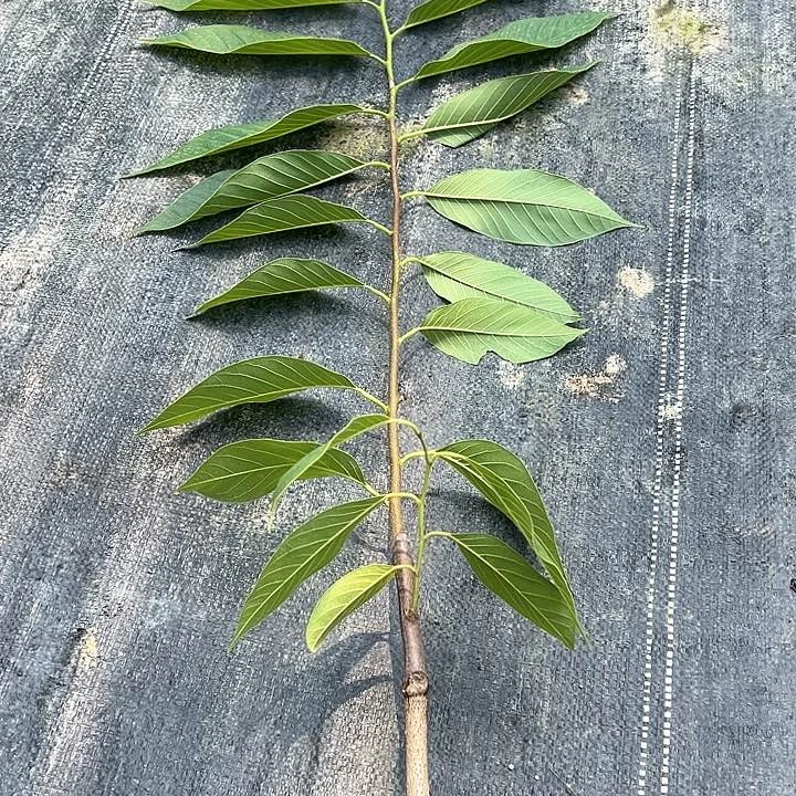 白***鱼天使86435898877778