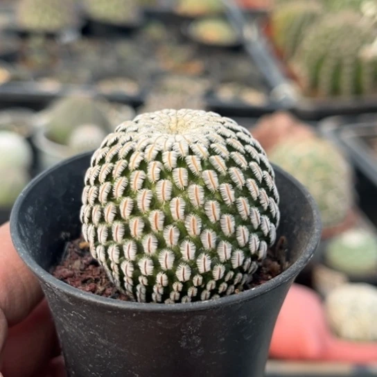 完全开放实生白斜子