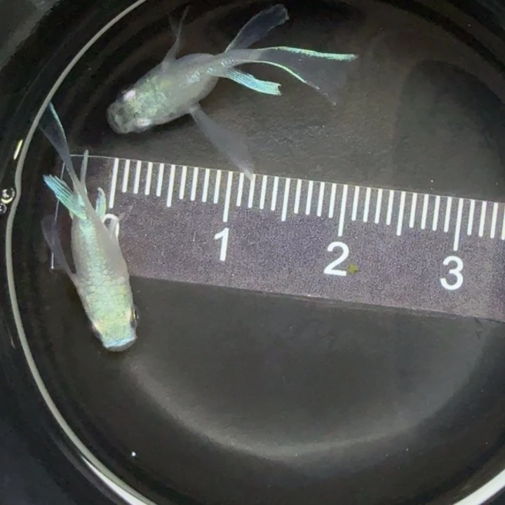 青鳉鱼天使之翼球球27号