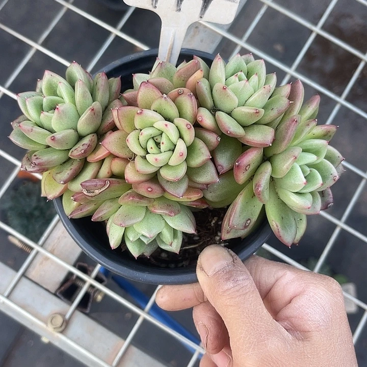 两单包邮，一物一拍144特