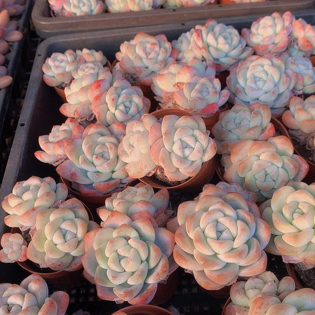 两颗双头冰玉345567788899