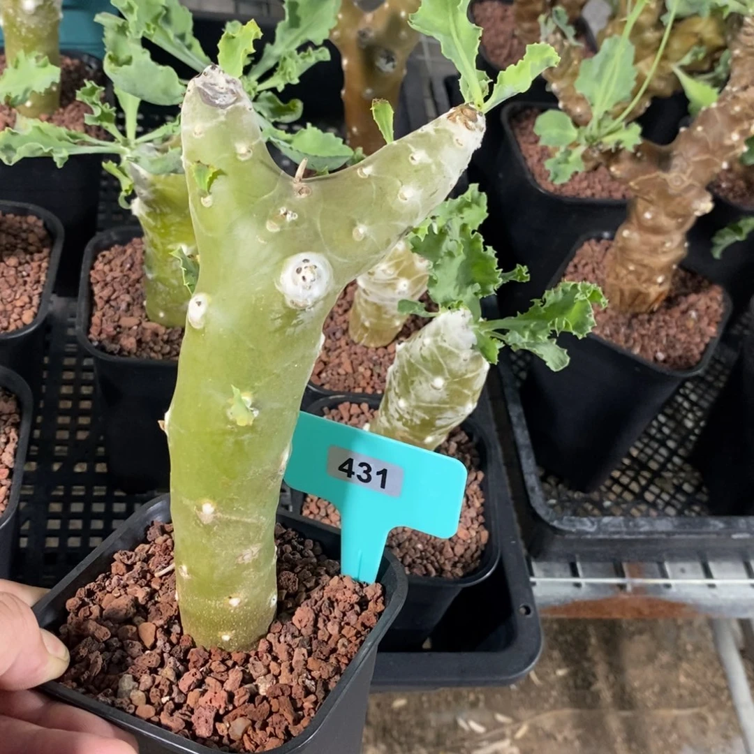 雪鹿厚炖菊多肉植物