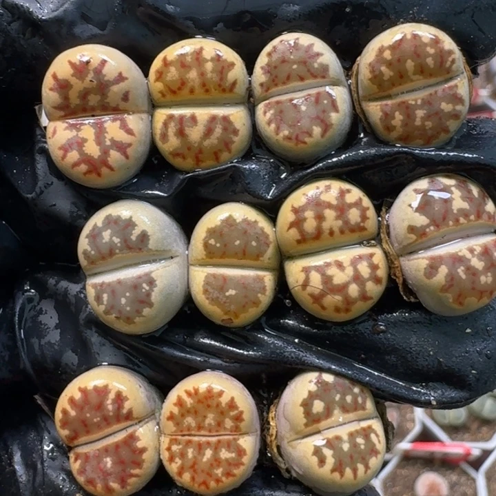 生石花1111111。  230