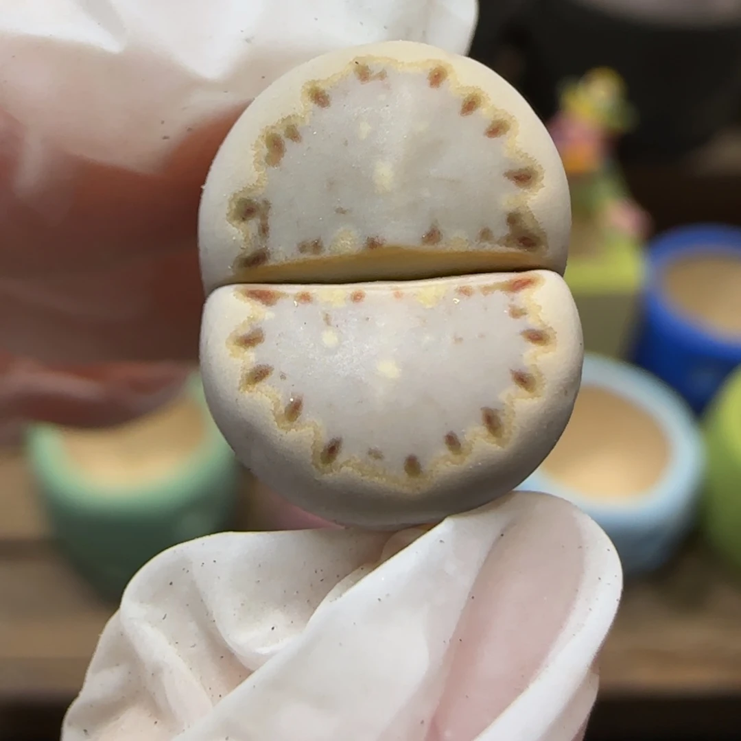 12.22.1621.015饼干.9031有腿