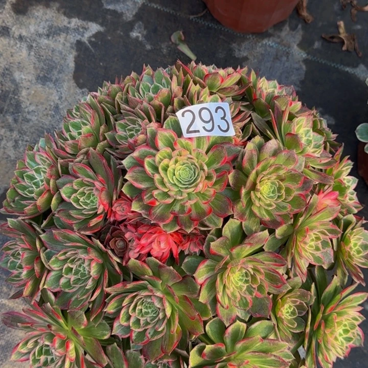 00000000000293万花筒