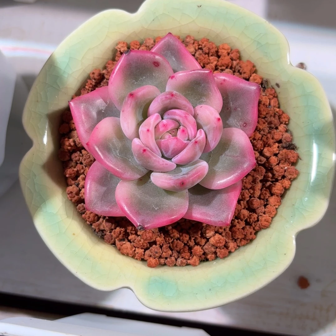 伊丽莎白多肉植物
