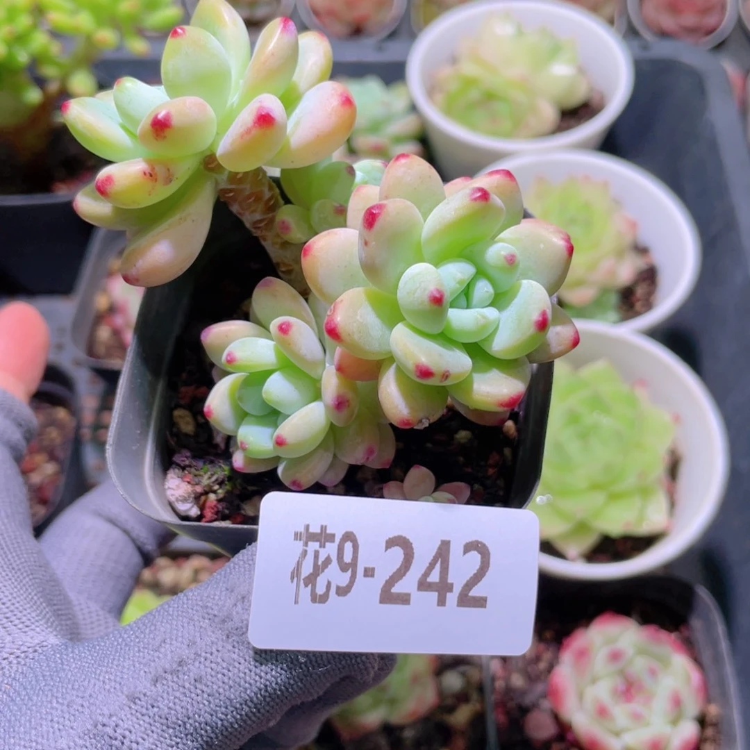 花利美 9-242罗琦