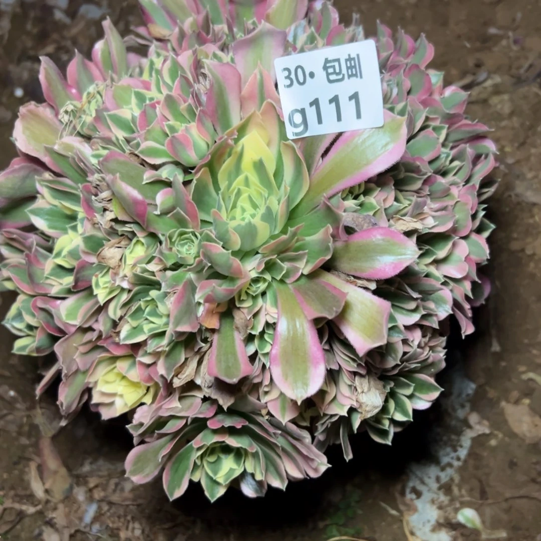 111雨花石多肉法师