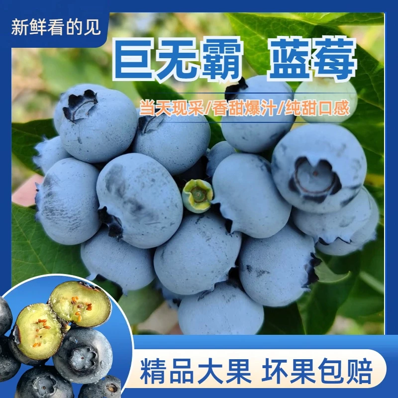 【基地直采6盒装】DS2蓝莓鲜果当天采摘花香品种花青素水果100g/盒