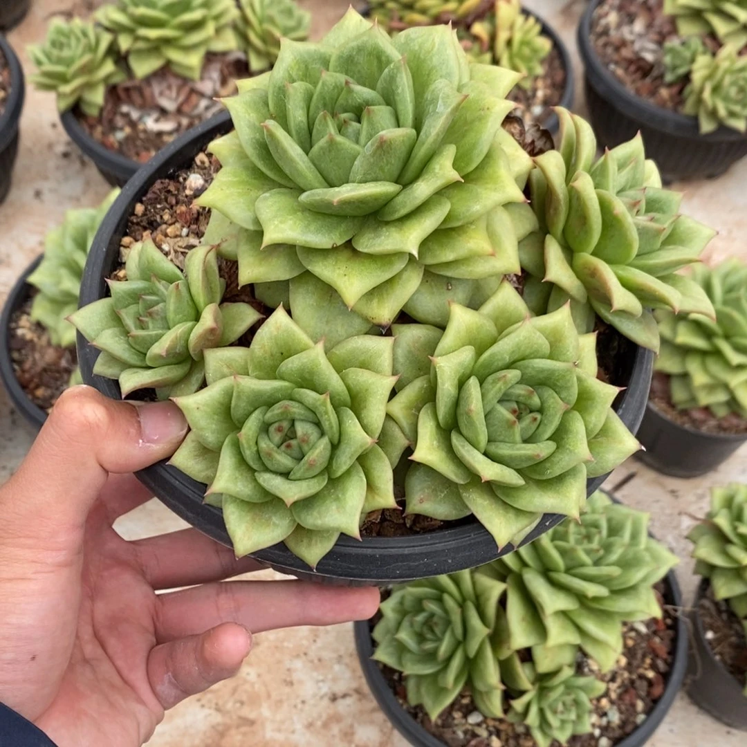 蔷薇多肉植物7797