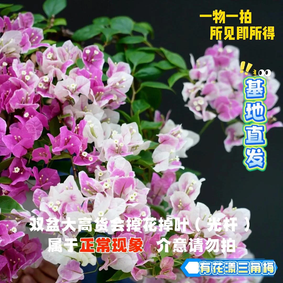 有花漾 【19单盆一物一拍会掉花落叶会成光杆介意勿拍】勤花三角梅