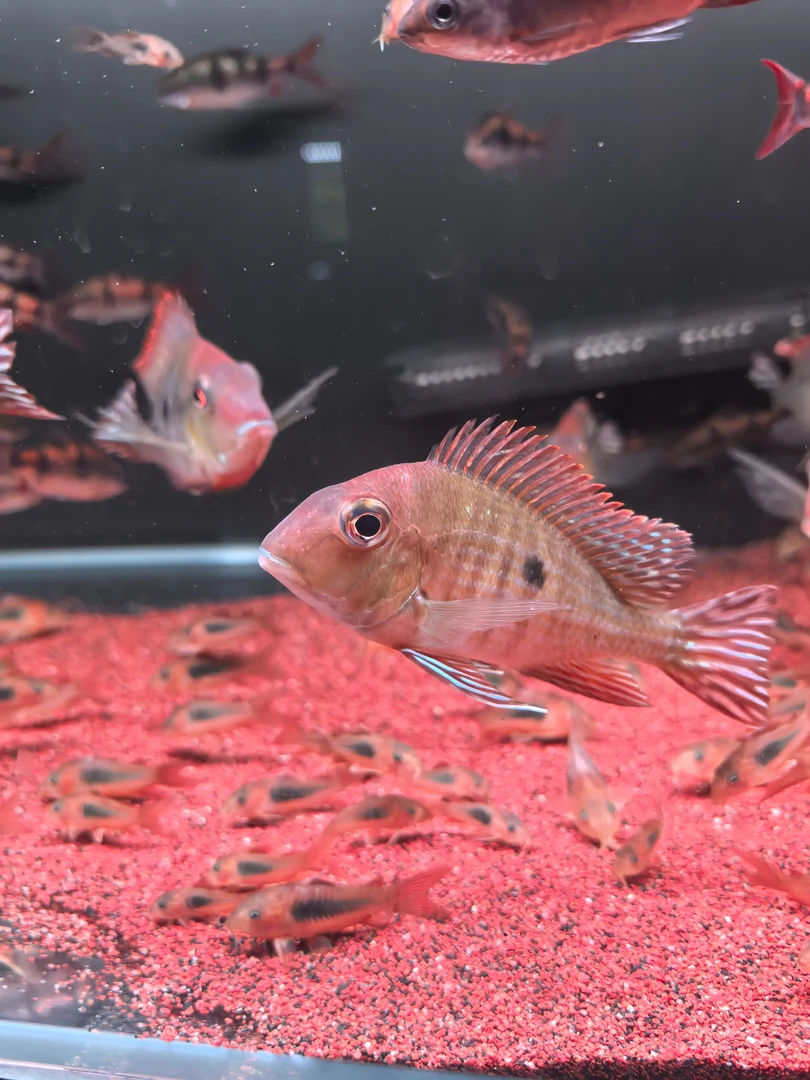 红头力关刀鲷鱼观赏鱼适合家庭饲养