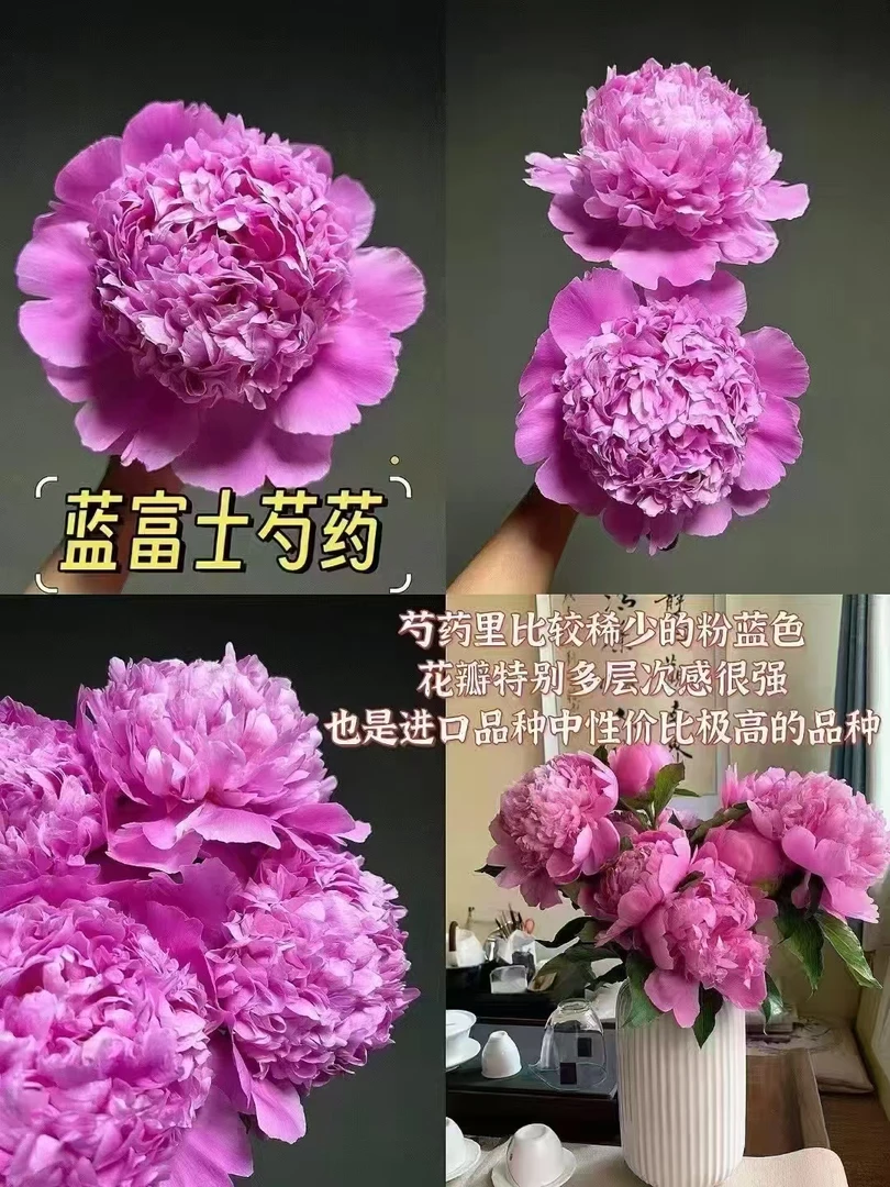 【蓝富士】进口芍药鲜花绿植室内秋季发苗芍药花芍药花苗辉夜姬