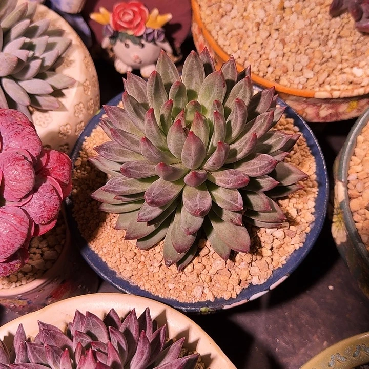 紫镜 单头 一物一拍