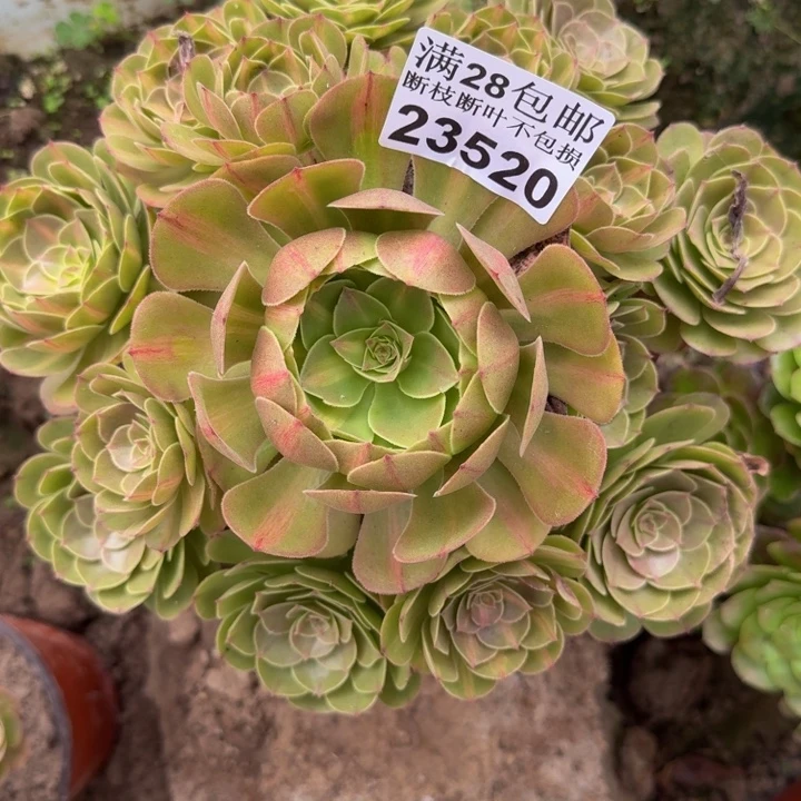 23520南抹茶不包断枝