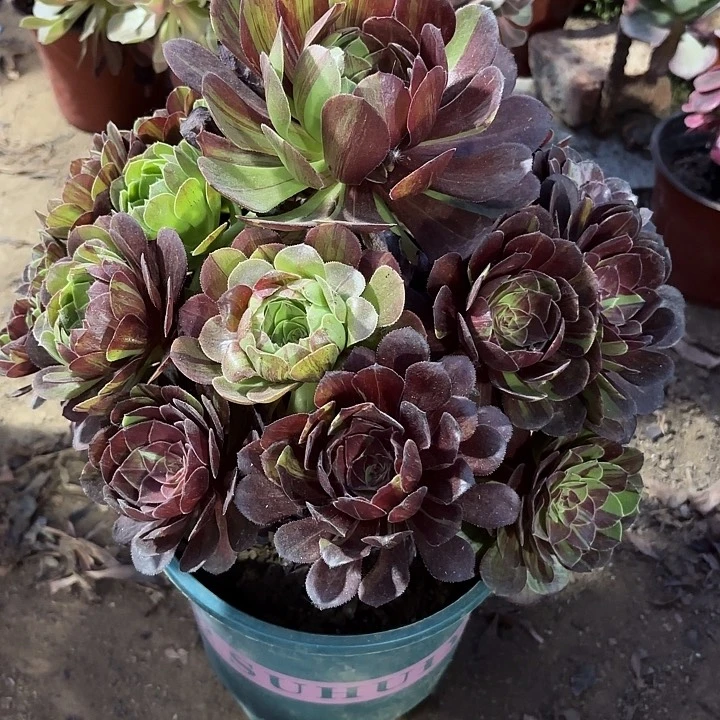 多肉植物花月夜8