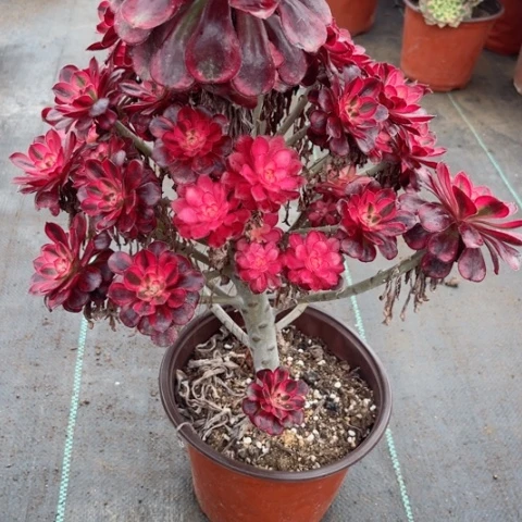 多肉植物香奈儿锦。