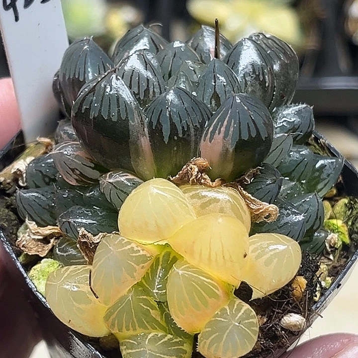 425多头龙爪玉露锦