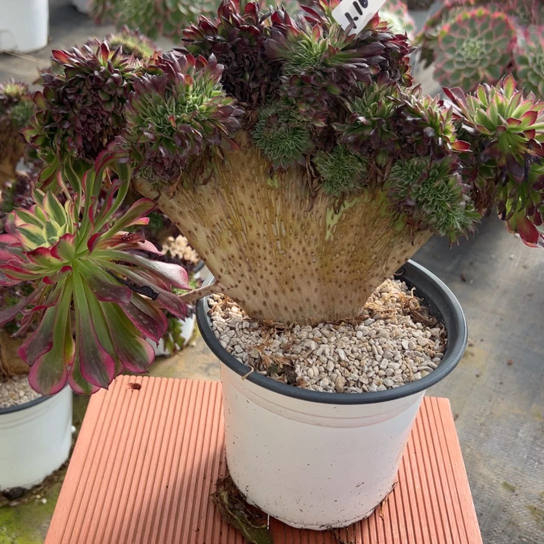 16天合缀多肉嘻嘻嘻