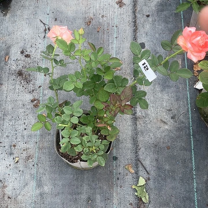 无花朵娜塔莎12号