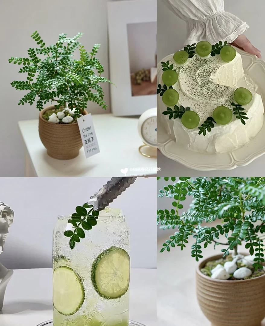 清香木悬崖桩苔藓球水培盆栽绿植桌面创意懒人盆景办公室内茶室花