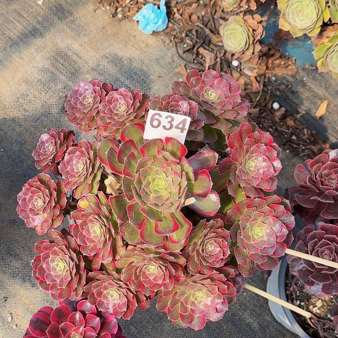 634安娜半木质桩多肉
