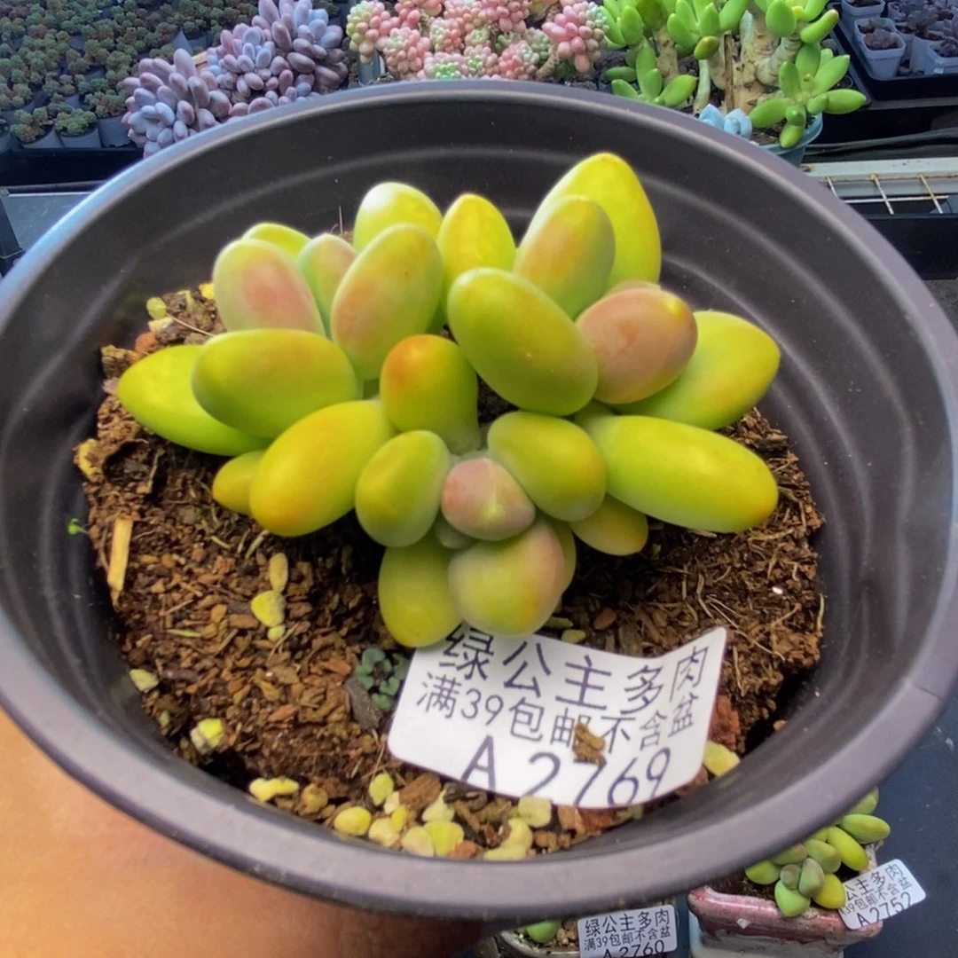 769芒果奶kk奶多肉6c m
