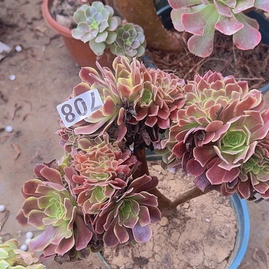 黎***明多肉植物一个欧嘉莉