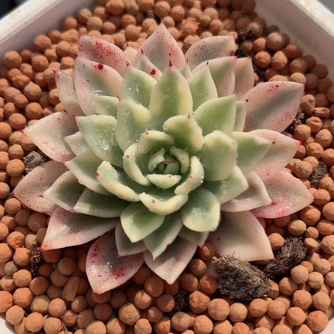 原始绿爪锦，覆轮锦