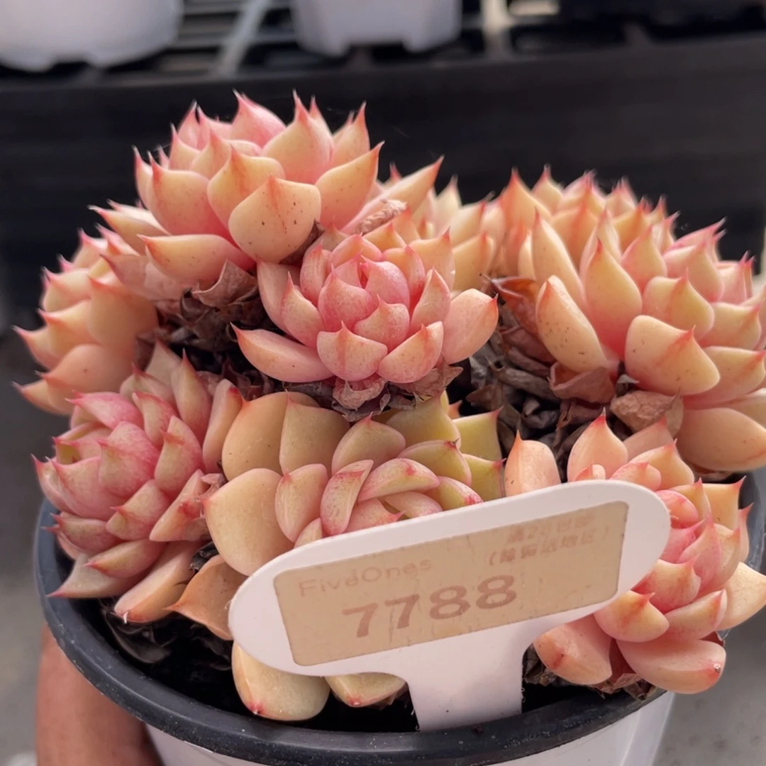 苯巴蒂斯7788-12.5厘米