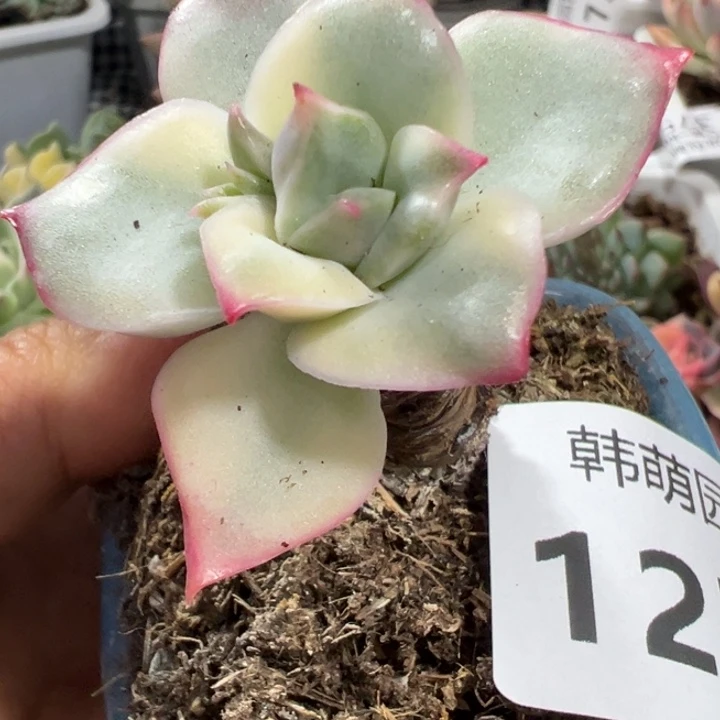 澳洲女神锦多肉植物1277