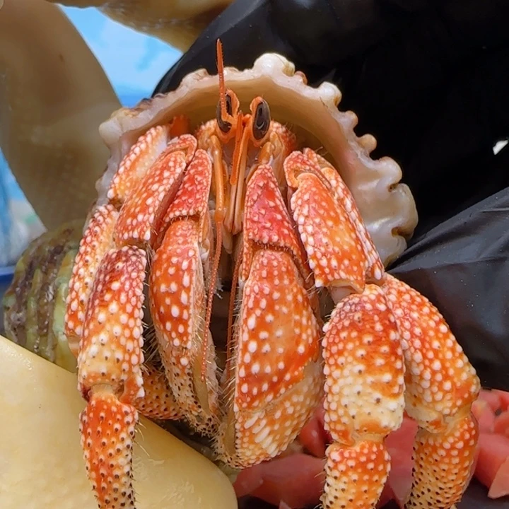 A15橘色 毛球2.5cm口径