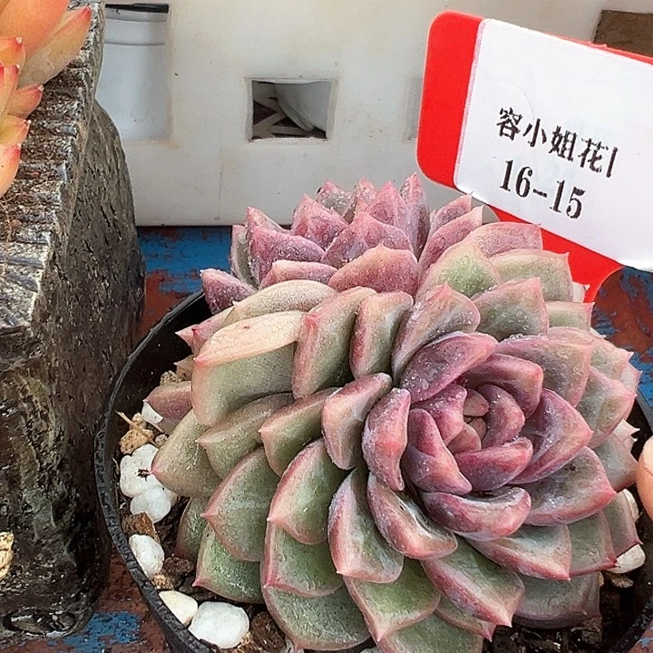 16.15紫雪带盆一个